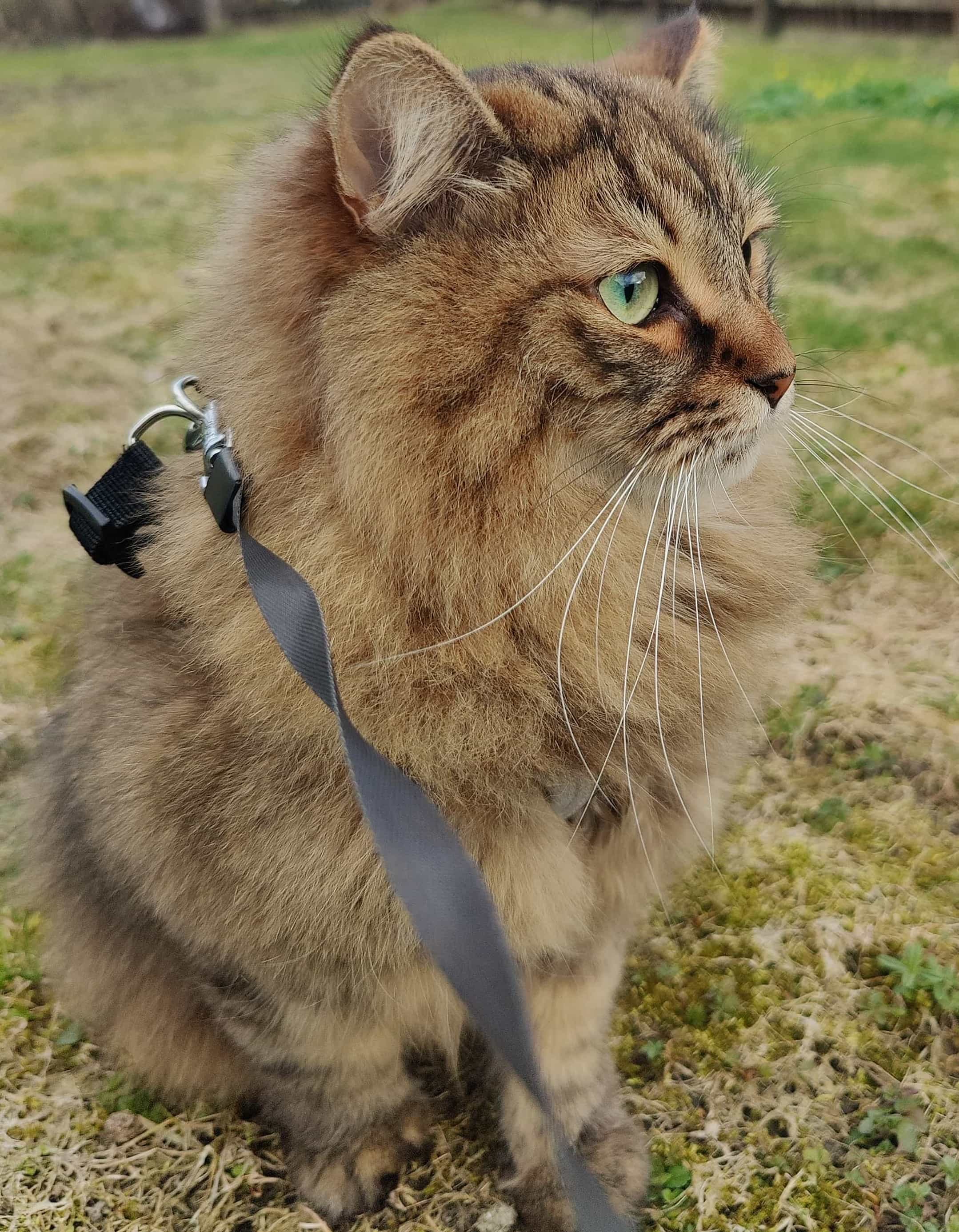 Bild på en katt utomhus sittandes på en gräsmatta.