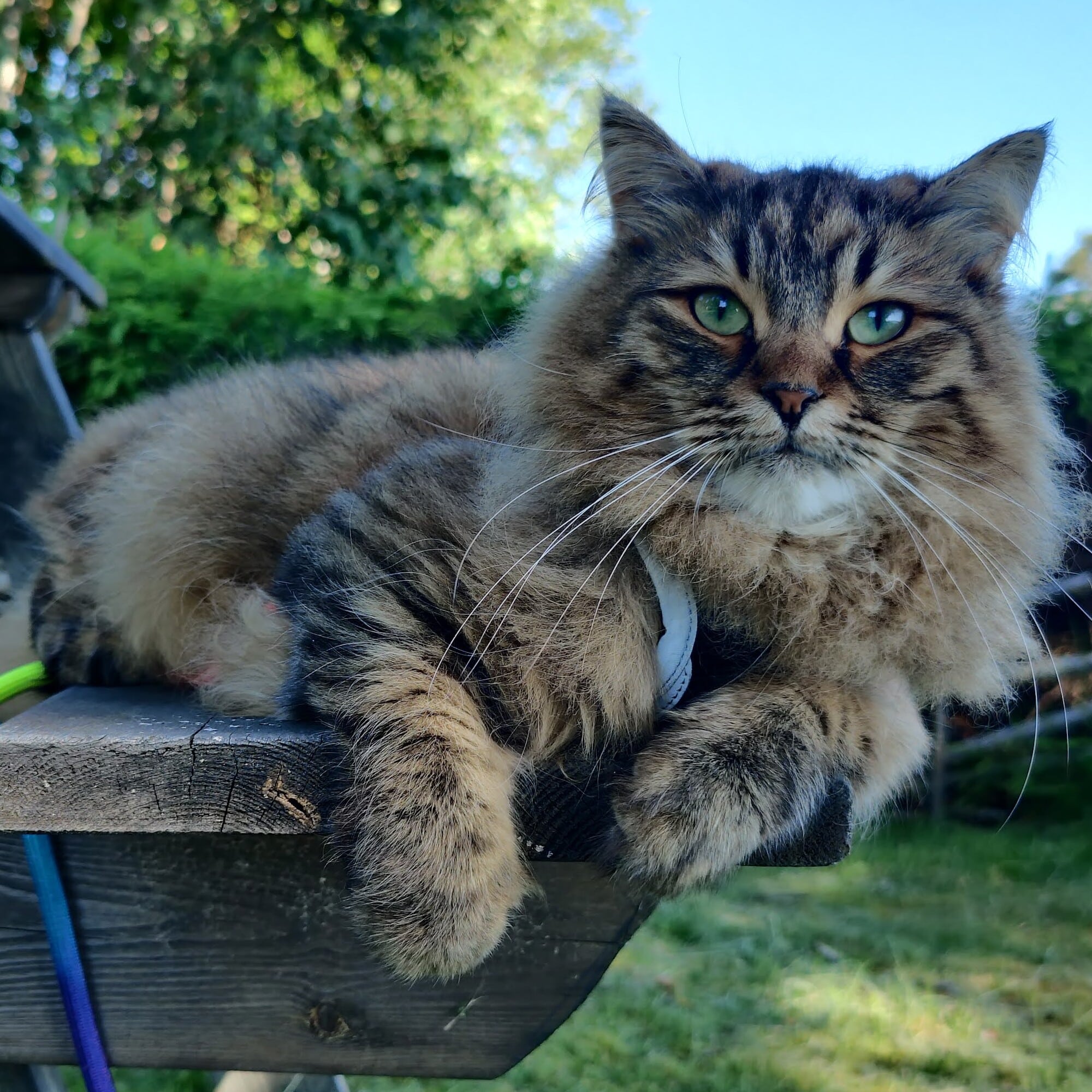 Bild på en katt utomhus